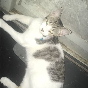 Meet your Posher, Joshuea